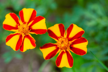 Blooming colorful flowers of marigold in the garden.