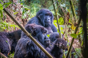 Gorillas of the Kwitonda group on the slope of Gahinga volcano in Rwanda