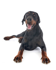 doberman pinscher in studio