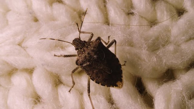 Macro Closeup: Marmorated stinkbug insect crawls along fabric comforter indoors