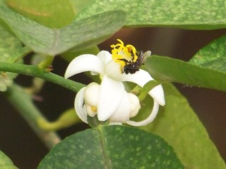 Flor limonero