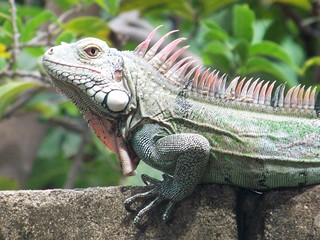 Fototapeta premium Iguana 