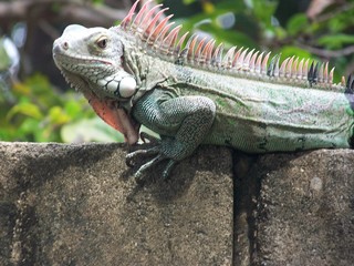 Iguana en la pared