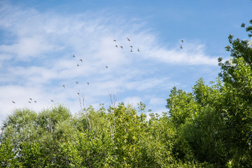 Ducks are flying.