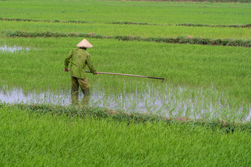 Vietnamese old man working in a green rice field, Hoi An, Vietnam