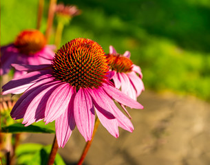 Echinacea medicinal flower in the garden close up