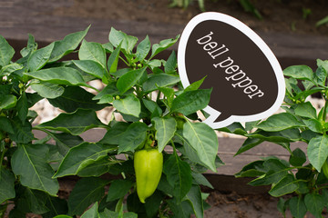 Plant sweet bell pepper in the garden. Green color.