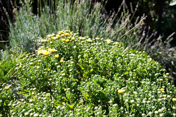 green grass and yellow flowers