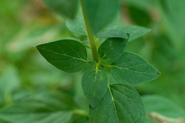 Oregano plant. macro shot, close-up, field lilac fragrant flowers. Organic natural seasoning.