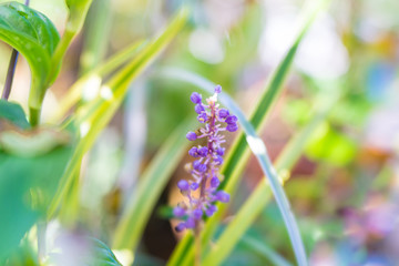 斑入りヤブランの花（リリオペ）&lsquo;ゴールド・バンデッド&rsquo;/Gold Banded