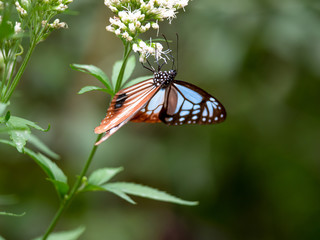アサギマダラ（横）4