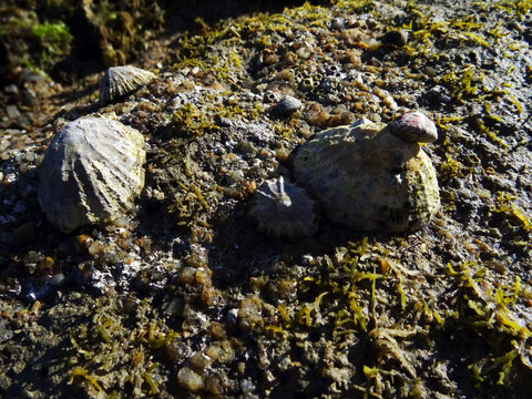 Patelle