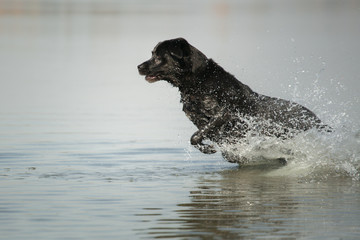 isolated black labrador dog splashing in shallow water running © Oszkár Dániel Gáti
