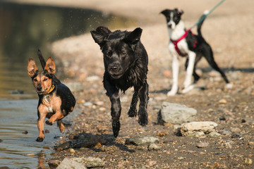 isolated black labrador and mixed breed dachshund terrier type dog and a border collie puppy running on a beach
