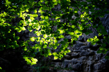 Green leaves with sunlight on a wall background