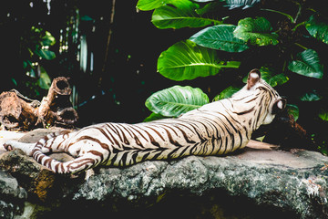 Fototapeta na wymiar The white tiger sleeps in the daytime