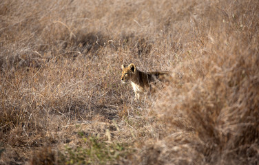 A Lion cub out in the early morning sunshine. Kenya. 	
