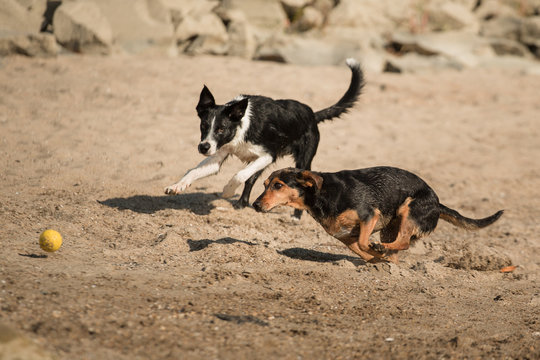 isolated mixed breed dachshund terrier type dog and a border collie puppy running on a beach