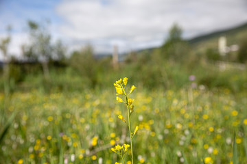 yellow flowers in the meadow