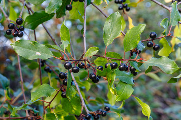 Alder buckthorn branches with leaves and fruits. Frangula alnus. Province of León, Spain.