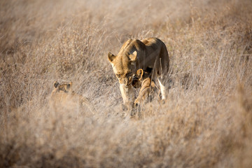 Fototapeta na wymiar A Lion with cubs out in the early morning sunshine. Kenya. 