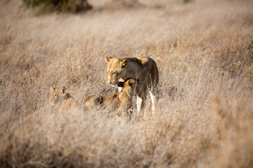 A Lion  with cubs out in the early morning sunshine. Kenya.	
