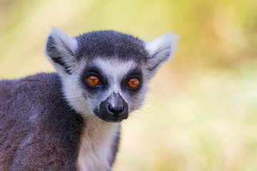  Ring-tailed lemur - Maki catta - Lemur catta 