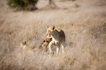 A Lion  with cubs out in the early morning sunshine. Kenya.	
