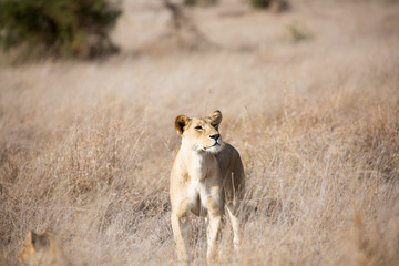 A Lion  with cubs out in the early morning sunshine. Kenya.	
