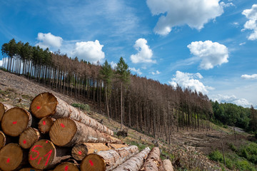 Wald und Holz nach Borkenkäferbefall im Sauerland