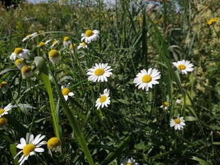 Field chamomile blossoms.