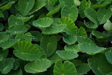 Beautiful top view of the taro root fields.Greenery and vegetation background.