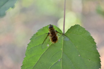 fly sits on a green leaf