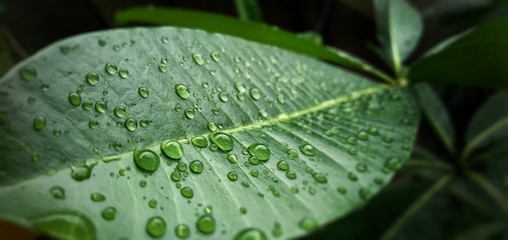 water drops on leaf