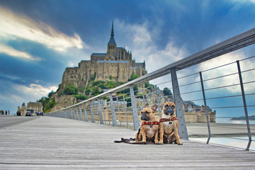 Twee Franse Bulldog-honden sightseeing op vakantie op de brug voor het beroemde Franse oriëntatiepunt & 39 Le Mont-Saint-Michel& 39  op de achtergrond in Normandië, Frankrijk