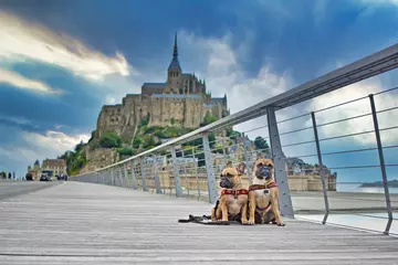 Foto op Plexiglas Franse bulldog Twee Franse Bulldog-honden sightseeing op vakantie op de brug voor het beroemde Franse oriëntatiepunt & 39 Le Mont-Saint-Michel& 39  op de achtergrond in Normandië, Frankrijk
