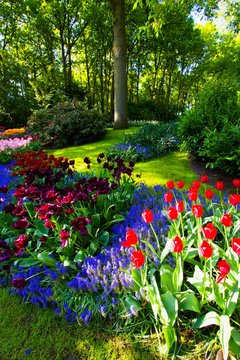 Fototapeta spring in the garden