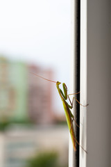 Close up of Mantis Religiosa - a large hemimetabolic insect in the family of the Mantidae. Captured on a Window