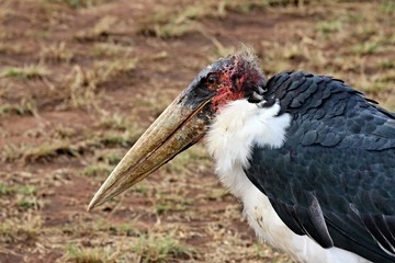 Marabou Stork / Leptoptilus crumeniferus /. Akagera National Park. Rwanda. Africa.

