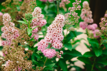 Spiraea japonica shrub. Rosaceae, garden. High quality photo