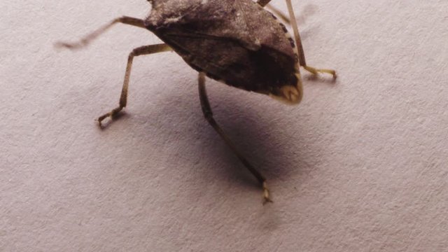 Macro CU: Silhouetted Marmorated stinkbug crawls along wall indoors