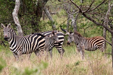 Plains Zebra (Equus quagga) . Akagera National Park. Rwanda. Africa.