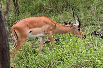 Impala / Aepyceros melampus /. Akagera National Park. Rwanda. Africa.