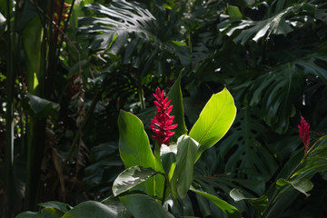 Red tropical Hawaiian glowing flower in bontanical garden on the island of Oahu in hawaii