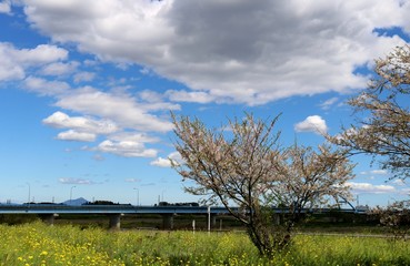 Fototapeta na wymiar 春　空　渡良瀬　菜の花　桜　風景