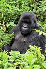 Mountain Gorilla / Gorilla beringei beringei /. Susa Group. Volcanoes National Park. Rwanda. Africa.
