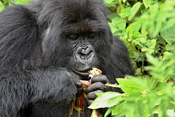 Mountain Gorilla / Gorilla beringei beringei /. Susa Group. Volcanoes National Park. Rwanda. Africa.