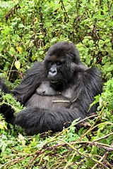 Obraz premium Mountain Gorilla / Gorilla beringei beringei /. Susa Group. Volcanoes National Park. Rwanda. Africa.