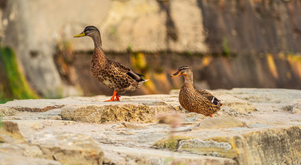 Krzyżówka, kaczka krzyżówka (Anas platyrhynchos) - gatunek dużego ptaka wodnego z rodziny kaczątkowatych (Anatidae). © Piotr