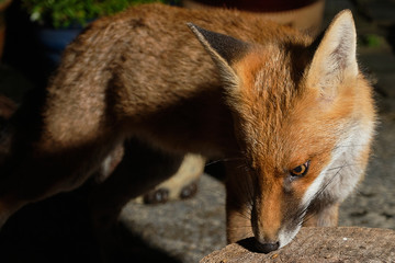 Red Fox Vixen Pup - Vulpes vulpes in garden